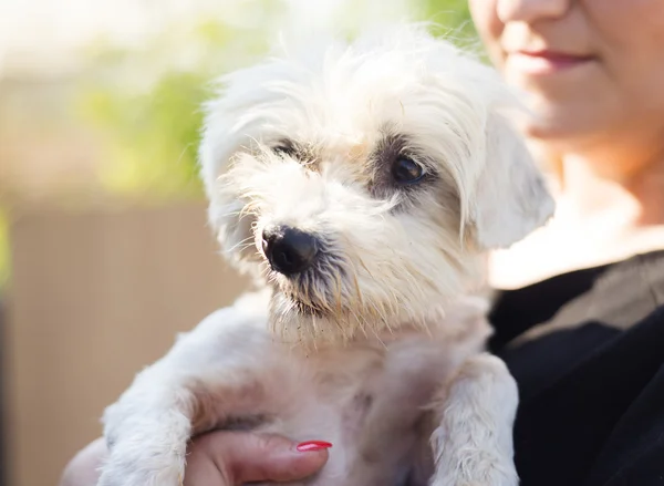 Woman holding dog — Stock Photo, Image