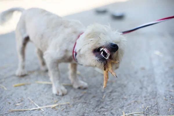 Manger des chiens — Photo