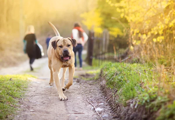 Hund promenader i skogen — Stockfoto