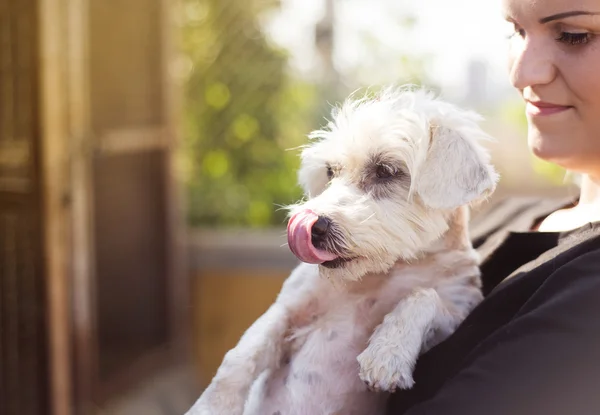 Mujer sosteniendo perro —  Fotos de Stock