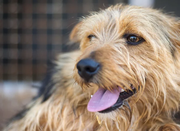 Waiting for a home — Stock Photo, Image