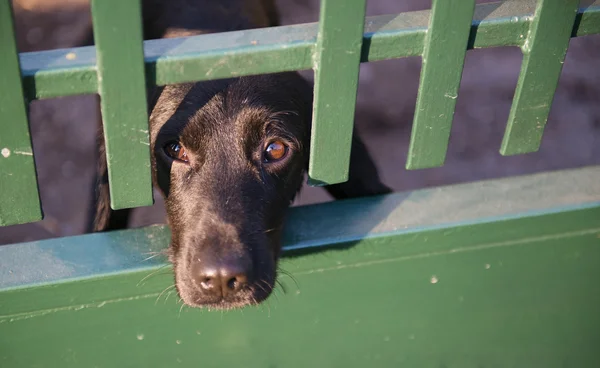 Hund bakom trädgården staketet — Stockfoto
