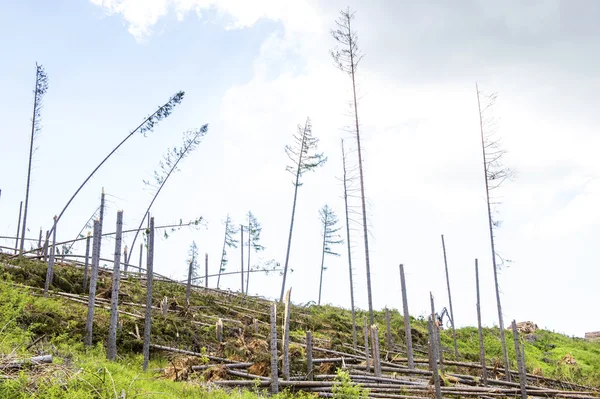 Destroyed forest — Stock Photo, Image