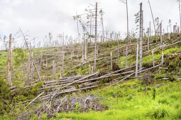 Destroyed forest — Stock Photo, Image