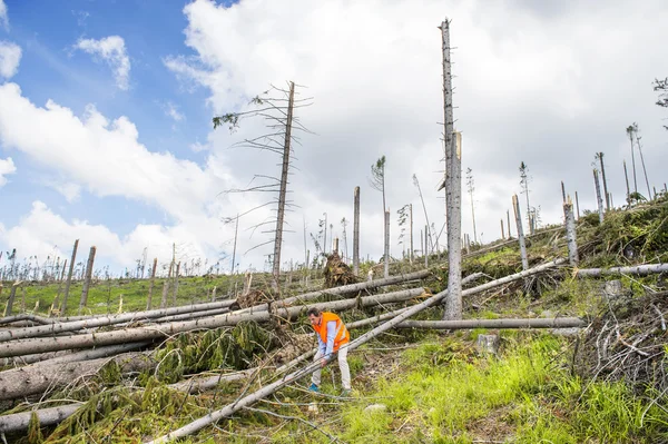 Rescue worker at destroyed forest — Stock Photo, Image