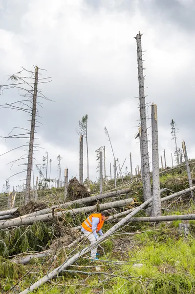 Rescue worker at destroyed forest — Stock Photo, Image