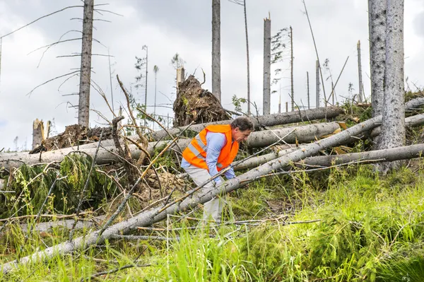 Travailleur de sauvetage dans la forêt détruite — Photo