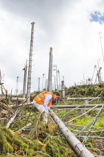 Redding werknemer bij vernietigde forest — Stockfoto