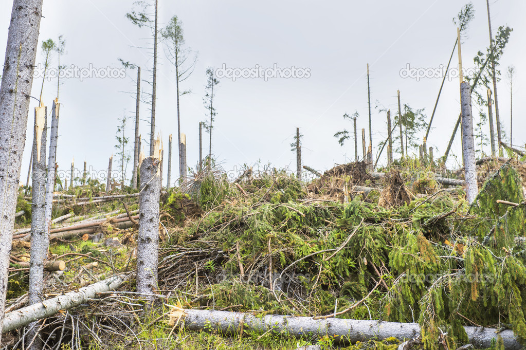 Destroyed forest