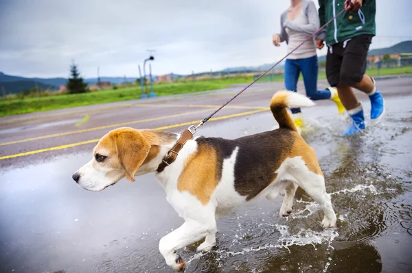 Couple running with dog — Stock Photo, Image