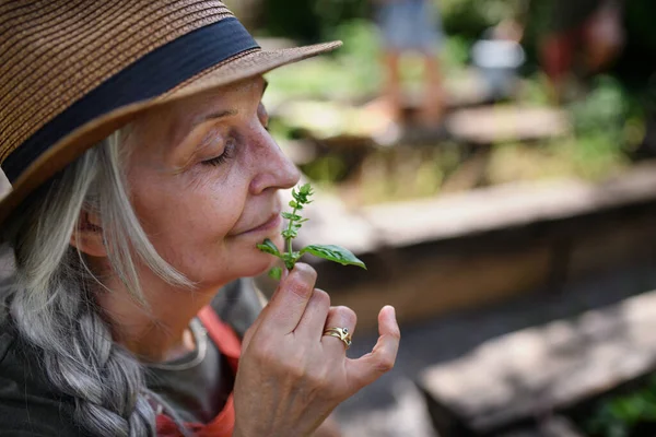 Dekat dengan petani wanita senior dengan mata tertutup berbau tanaman herbal luar di pertanian masyarakat. — Stok Foto