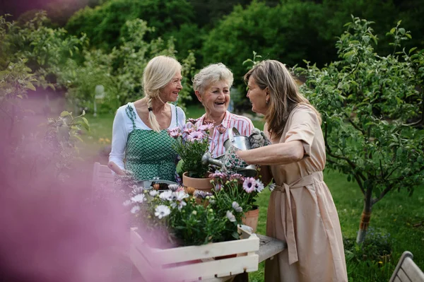 Happy senior women friends planting flowers together outdoors, laughing, community garden concept. — Stock Photo, Image