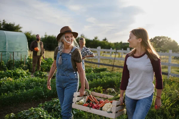 Pertengahan perempuan petani dengan teman senior membawa peti dengan sayuran pertanian masyarakat homegrown. — Stok Foto