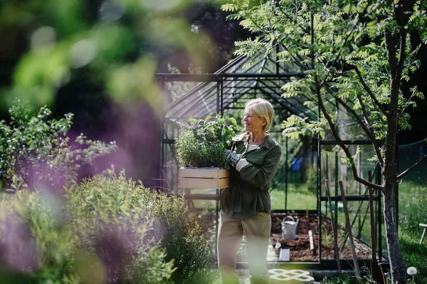 Wanita tukang kebun senior membawa peti dengan tanaman di rumah kaca di taman. — Stok Foto