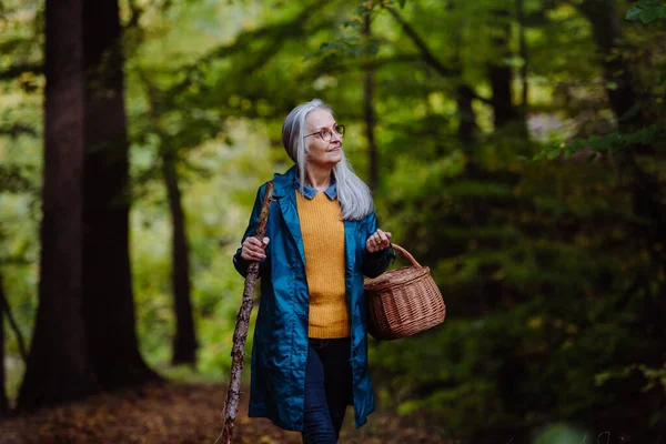 Gelukkig senior vrouw met mand en stok op wandeling buiten in het bos in de herfst. — Stockfoto