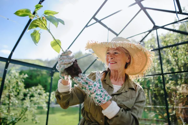 Happy senior tukang kebun wanita memegang tanaman di rumah kaca di kebun. — Stok Foto