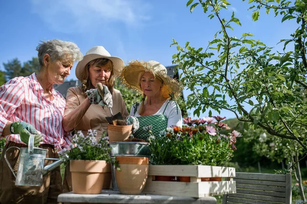 Gelukkig oudere vrouwen vrienden planten bloemen samen buiten, gemeenschap tuin concept. — Stockfoto