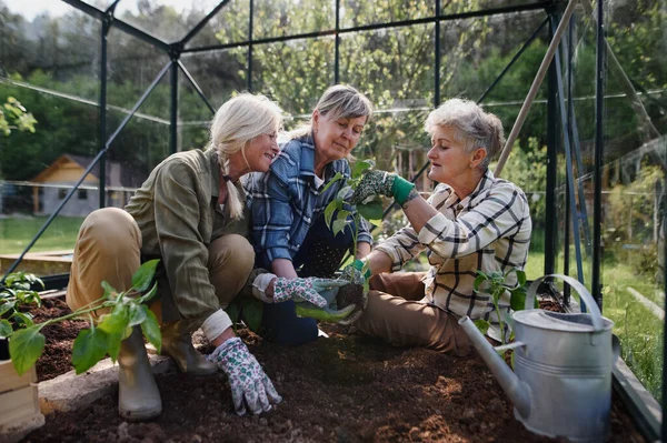 Teman-teman perempuan senior tangan penanaman sayuran di rumah kaca di kebun masyarakat. — Stok Foto