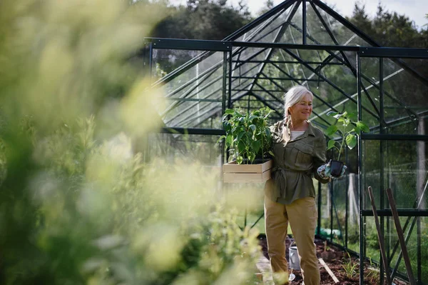 Mujer jardinero senior llevando cajón con plantas en invernadero en el jardín. —  Fotos de Stock