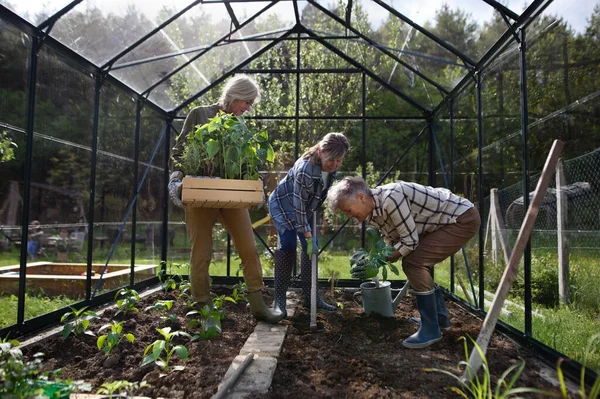 Mujer mayor amigos plantando verduras en invernadero en jardín comunitario. — Foto de Stock