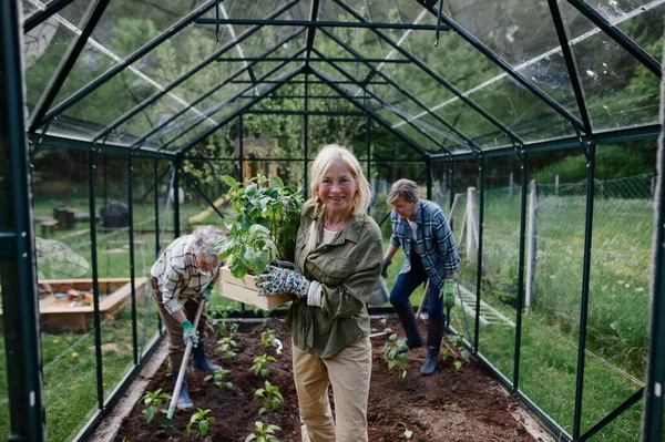 Mujer mayor amigos plantando verduras en invernadero en el jardín comunitario, mirando a la cámara. —  Fotos de Stock