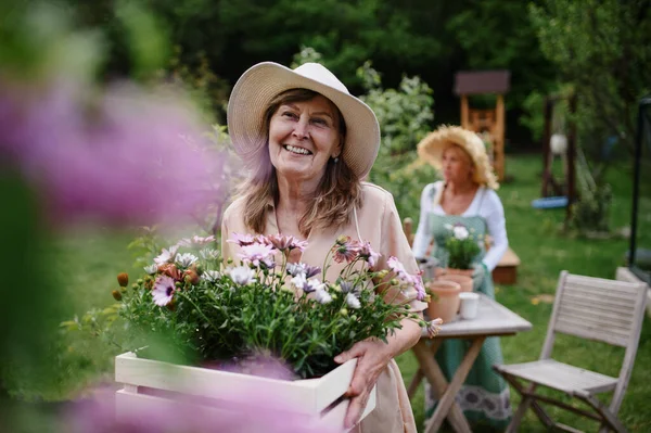 Senior kvinna florist bär låda med planterade blommor utomhus i trädgården, gemenskap trädgård koncept. — Stockfoto