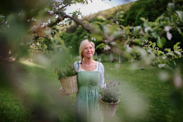 Feliz florista mulher sênior carregando cestas com lavanda plantada ao ar livre no jardim. — Fotografia de Stock