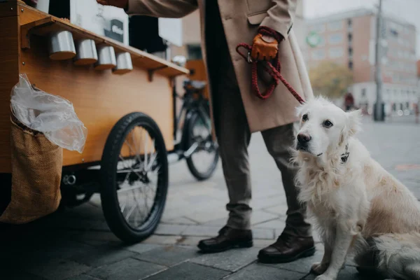 Sección baja de elegante hombre mayor paseando a su perro y buiyng comida callejera al aire libre en la ciudad. — Foto de Stock