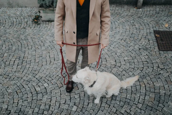 Низкая часть элегантного мужчины старшего возраста выгуливает свою собаку на улице в городе. — стоковое фото