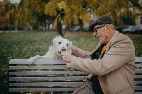 Glücklicher Senior sitzt auf Bank und ruht sich bei Hundeausflug im Park aus. — Stockfoto