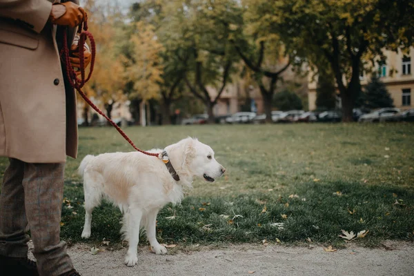 Sección baja de elegante hombre mayor paseando a su perro al aire libre en la ciudad. — Foto de Stock