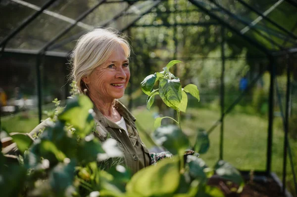 Közelkép egy idősebb kertésznőről, aki ládát cipel növényekkel a kertben. — Stock Fotó