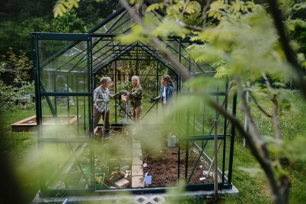 Mujeres mayores amigas plantando verduras en invernadero en jardín comunitario. — Foto de Stock