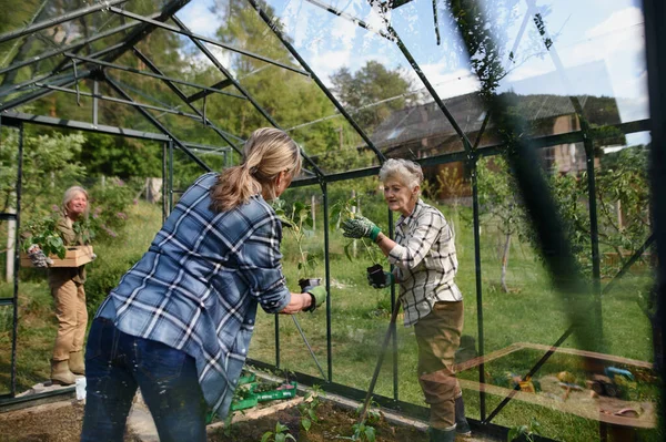 Mujer mayor amigos plantando verduras en invernadero en jardín comunitario. — Foto de Stock