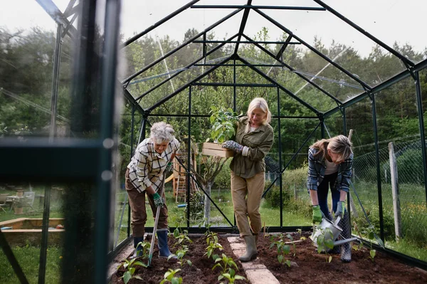 Idős női barátok zöldségeket ültetnek a közösségi kertben. — Stock Fotó