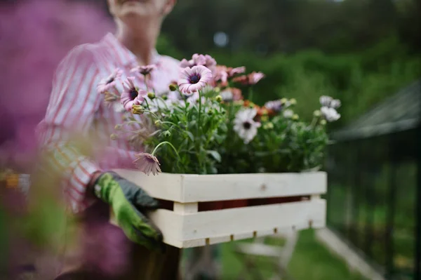 Senior woman florist carrying crate with planted flowers outdoors in garden. — Stock Photo, Image