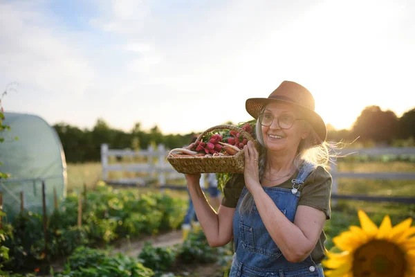 Senior kvinnlig bonde som bär korg med hemodlade grönsaker utomhus på bondgård. — Stockfoto