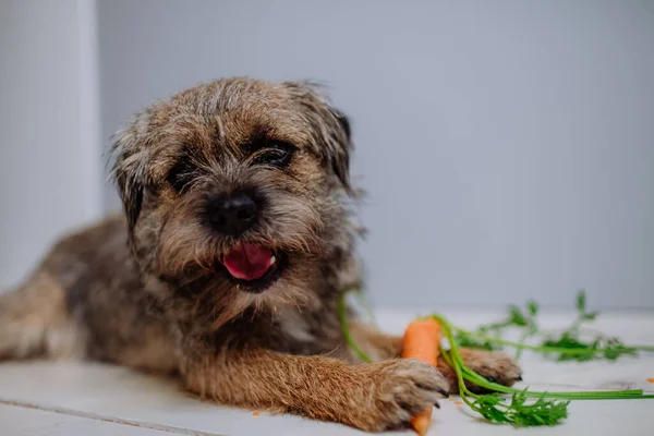 Dog eating carrot indoors on white background. — Stock Photo, Image