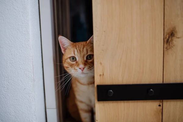 Ginger curioso gato mirando a través de la puerta. —  Fotos de Stock