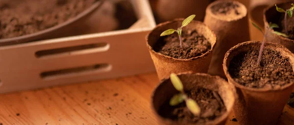 Bibit muda segar tumbuh dalam pot biodegradable, berkebun rumah. — Stok Foto