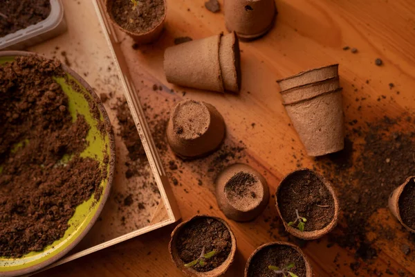 Young fresh seedlings growing in biodegradable pot, home gardening. — Stock Photo, Image