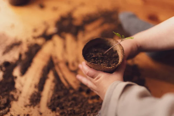 Kid holding pot with plant growing from seeds at home, home gardening. — 스톡 사진