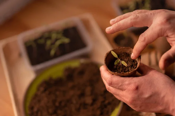 Person planting the seedlings into containers with the soil at home — Foto de Stock