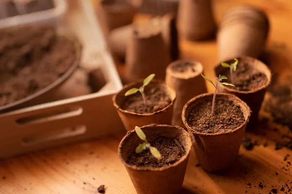 Bibit muda segar tumbuh dalam pot biodegradable, berkebun rumah. — Stok Foto
