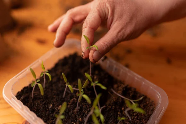 Person planting the seedlings into containers with the soil at home — 스톡 사진