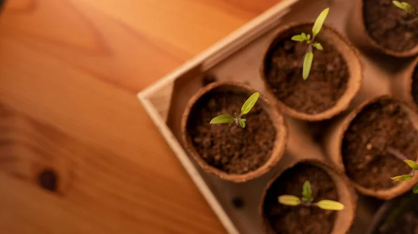 Bibit muda segar tumbuh dalam pot biodegradable, berkebun rumah. — Stok Foto