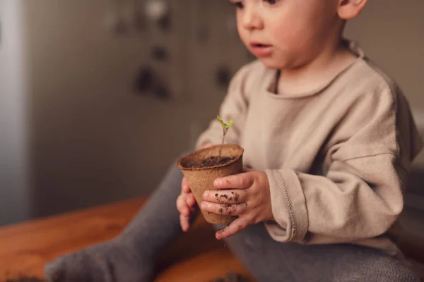 Close-up of child holding pot with plant growing from seeds at home, home gardening. — стоковое фото