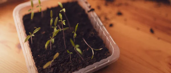 Plants and seedlings in containers with the soil at home — Stok Foto