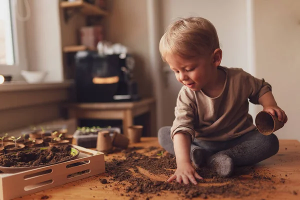 El lío y la suciedad en una mesa mientras el niño está jugando con plántulas en maceta en casa. — Foto de Stock