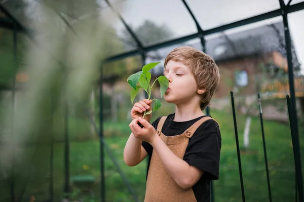 Little boy smelling pepper plant, when transplanting it in eco greenhouse, learn gardening. — Foto de Stock